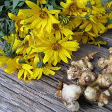 Jerusalem artichoke: description, properties, composition, application features, benefits and harms, contraindications and recipes What plant is called an earthen pear