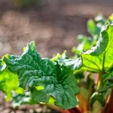 Cum să crești frunze de muștar Salată de frunze de muștar